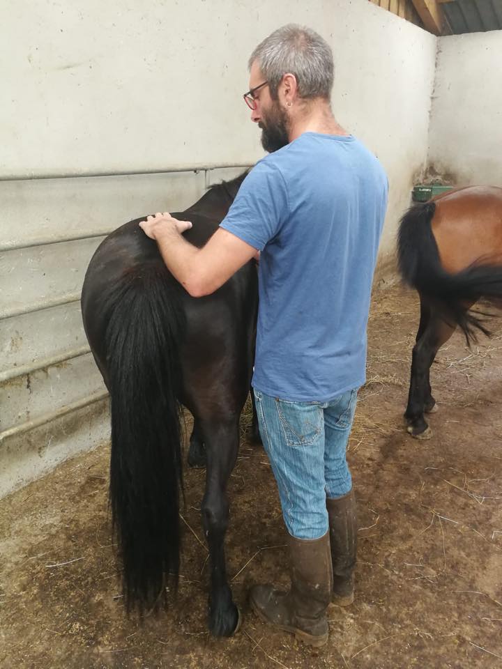 Formation d'Ostéopathie Vétérinaire Clinique Vétérinaire de la Croix